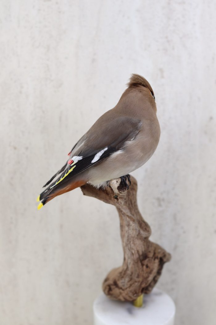 Bohemian Waxwing - Image 5