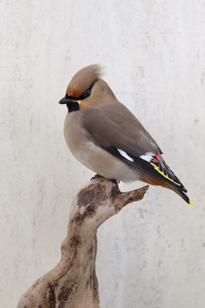 Bohemian Waxwing