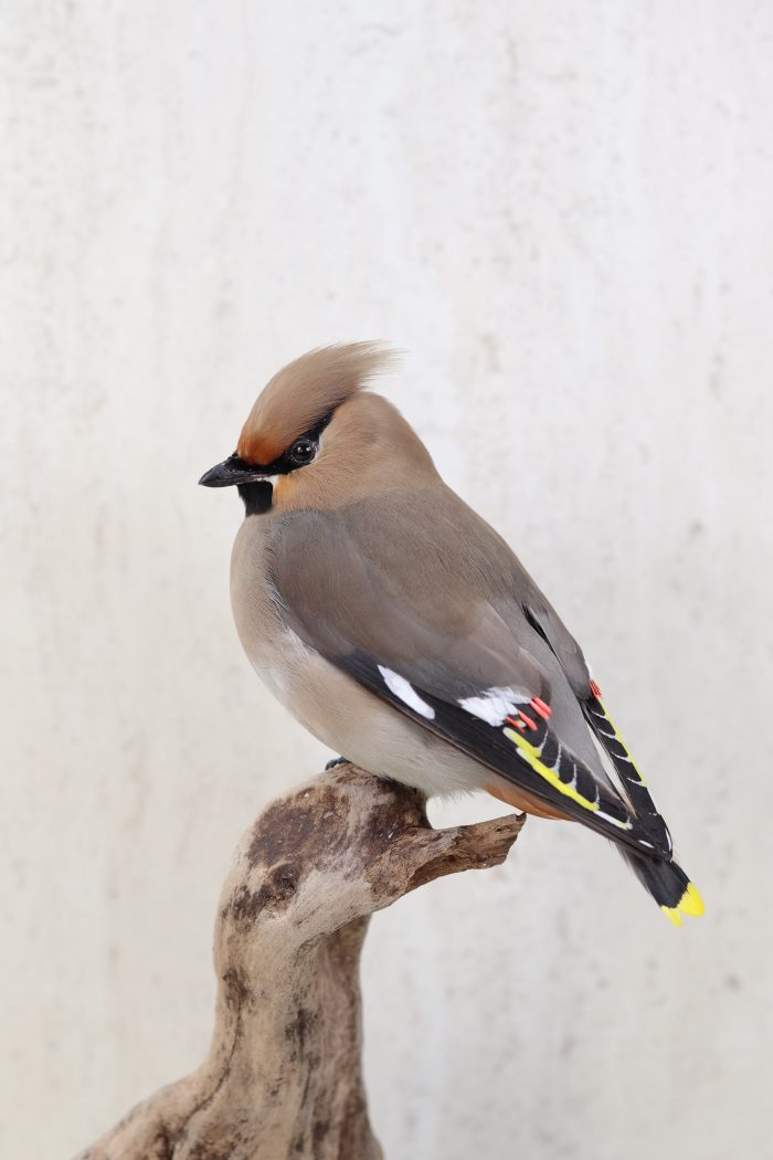 Bohemian Waxwing - Image 2