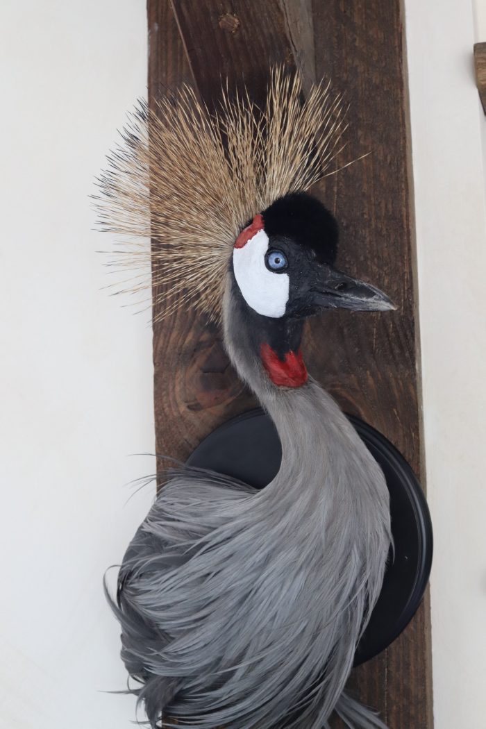 Crowned crane - Image 2