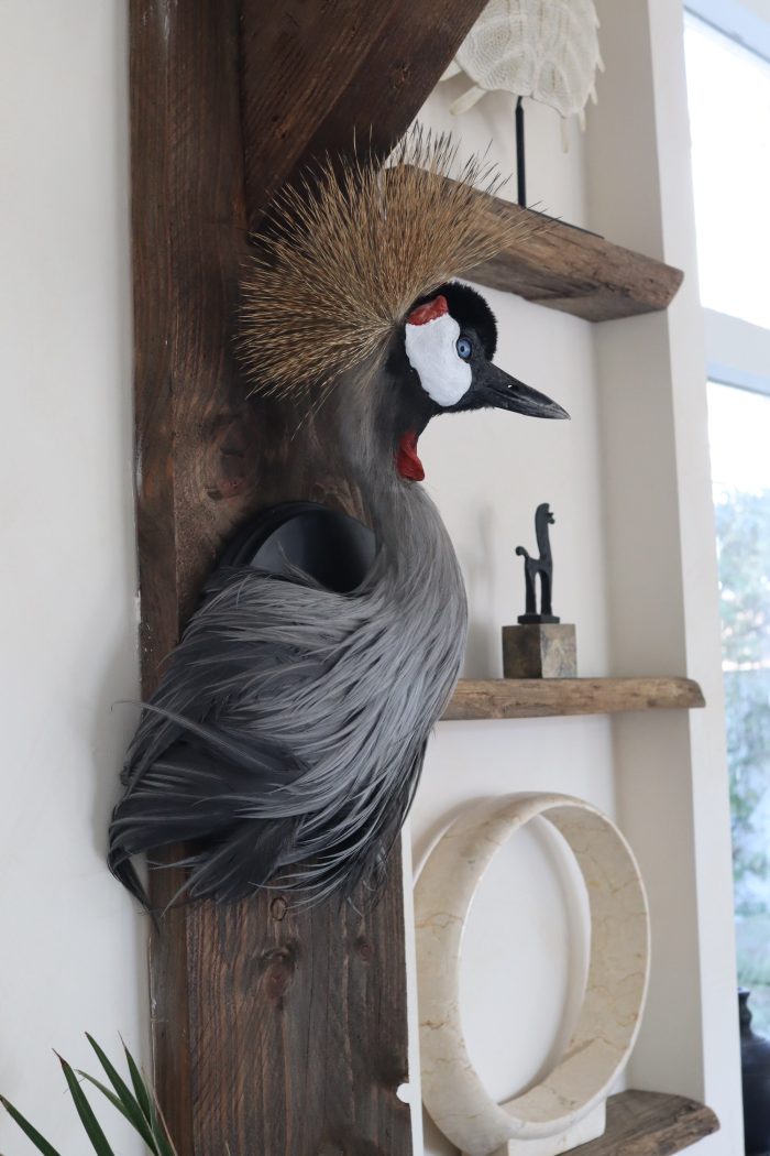 Crowned crane - Image 3