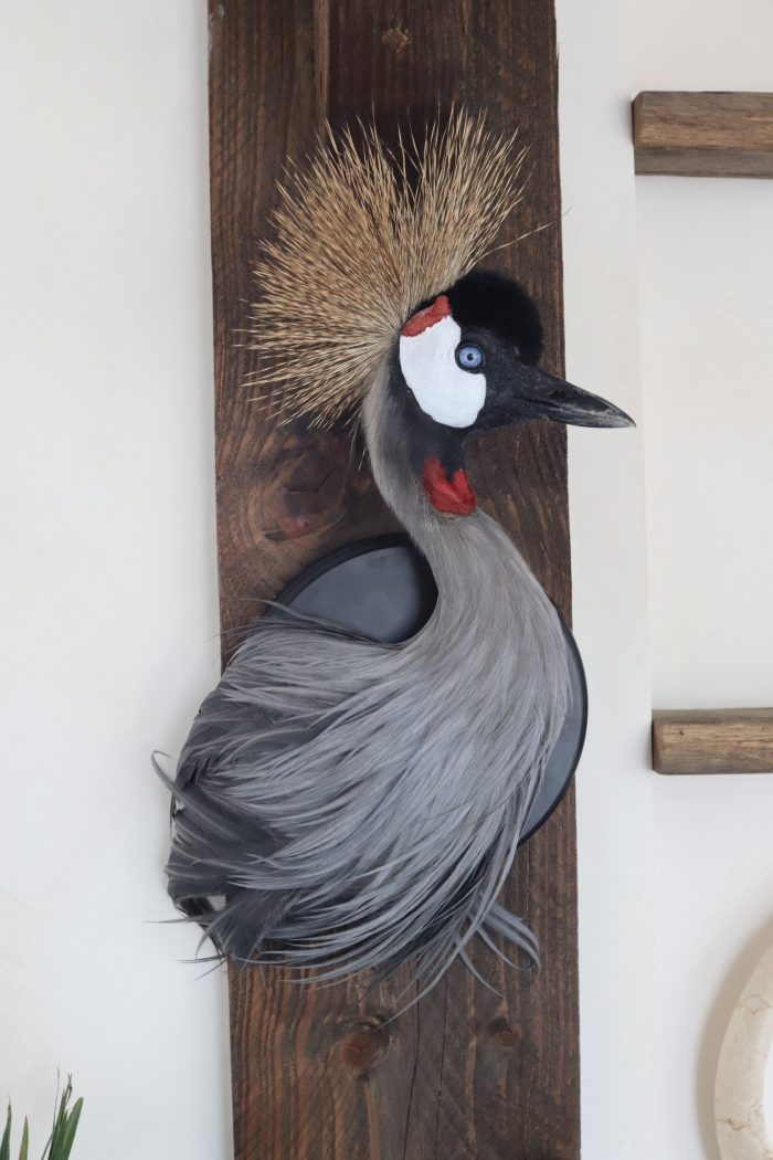 Crowned crane