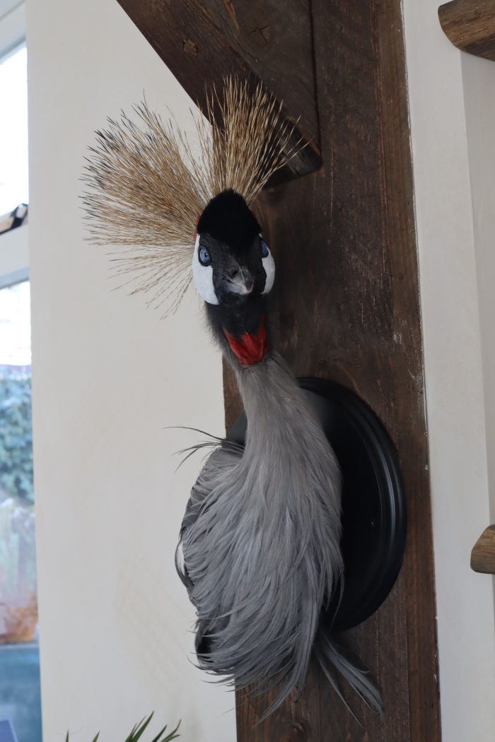 Crowned crane - Image 4