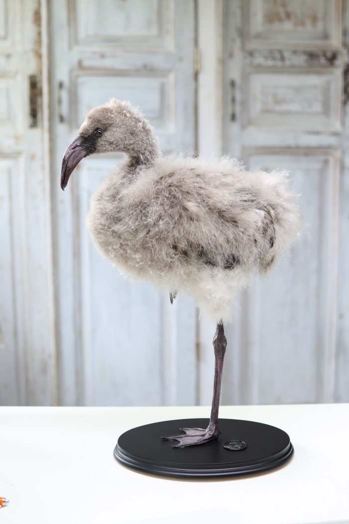 Chilean flamingo chick - Image 4