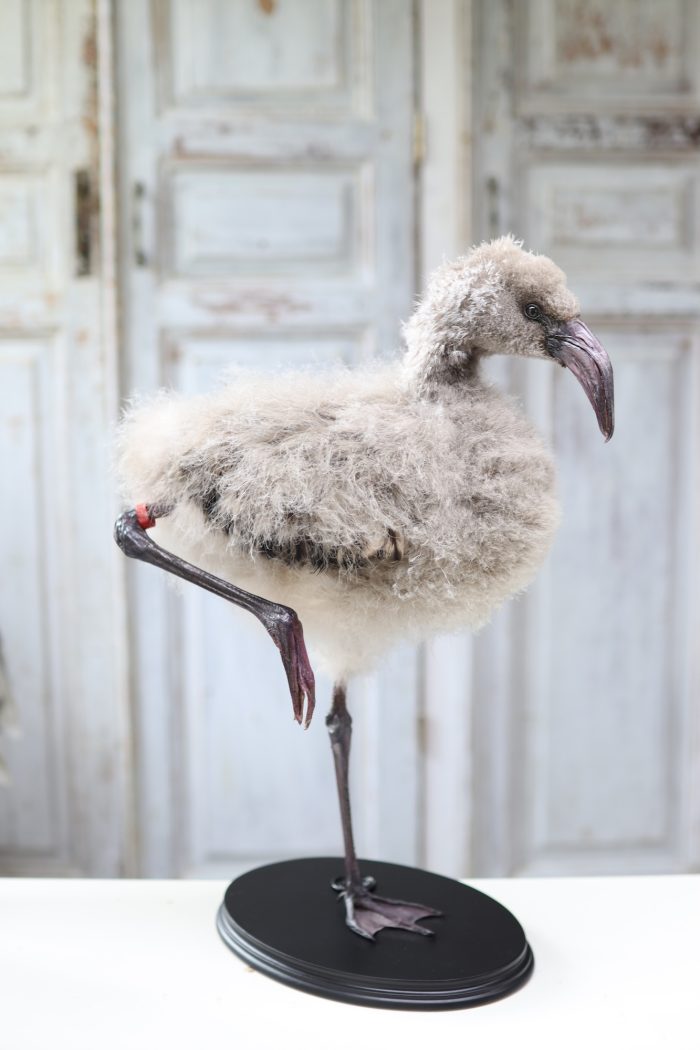 Chilean flamingo chick - Image 3