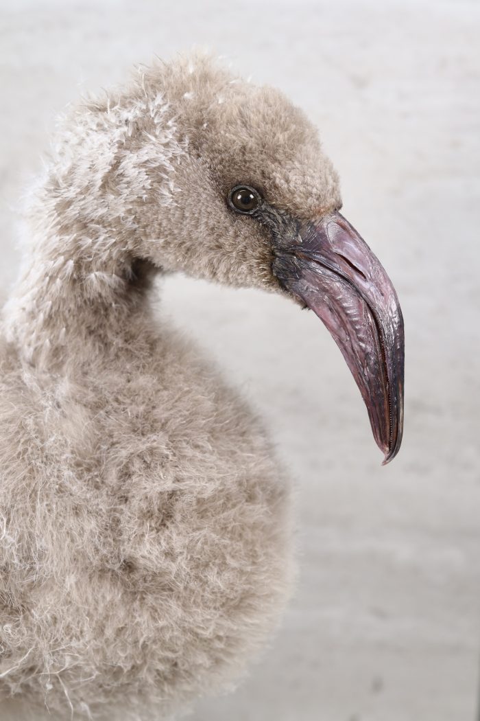 Chilean flamingo chick