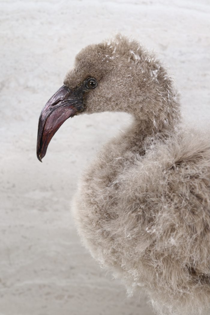 Chilean flamingo chick - Image 5