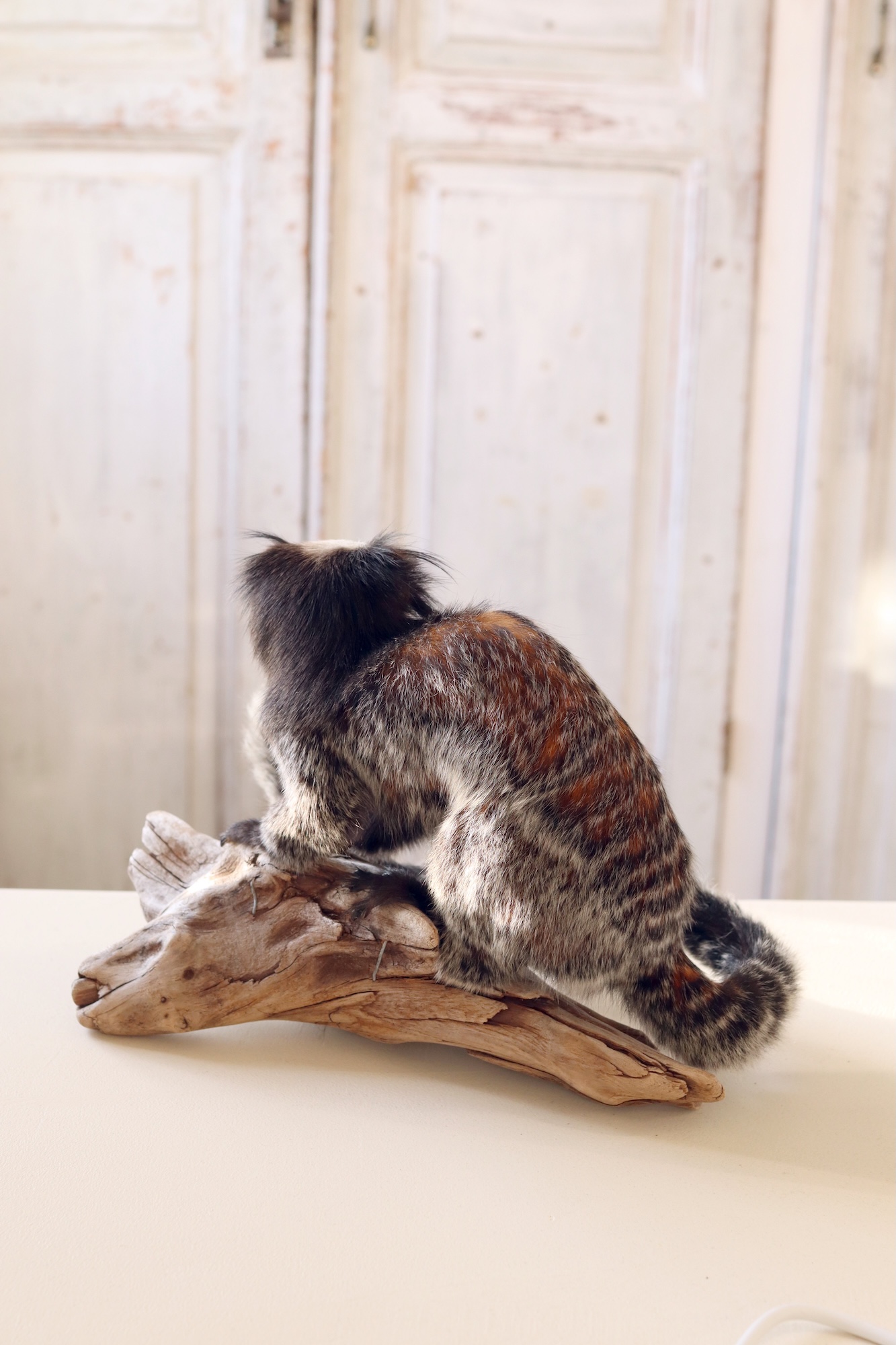 White-headed marmoset - Image 4