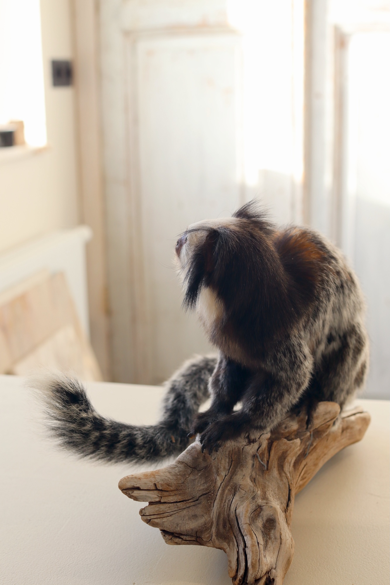 White-headed marmoset - Image 3