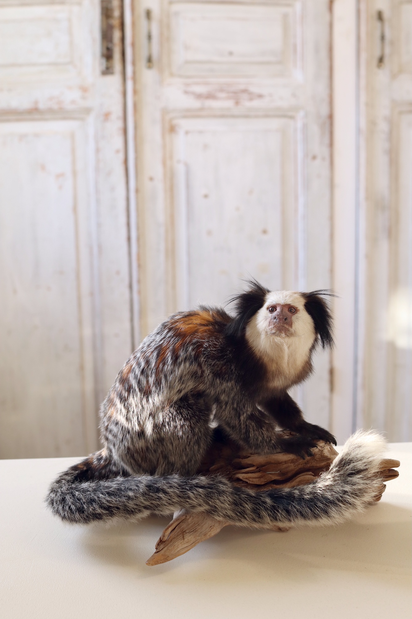 White-headed marmoset